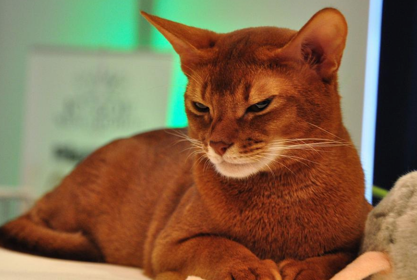 索马里猫有哪些生活习性 索马里猫有哪些生活习性