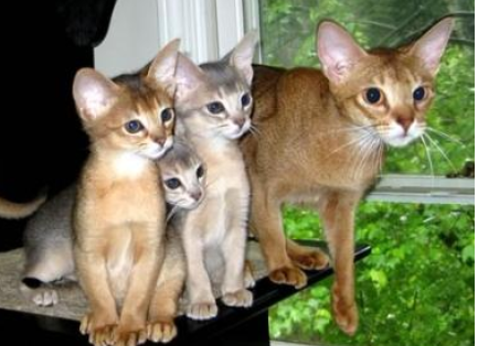 阿比西尼亚猫和金吉拉猫哪个聪明-谁智商高