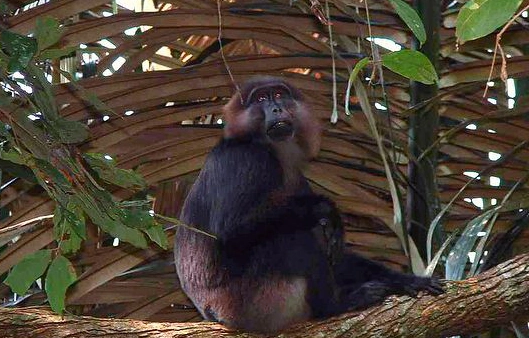 汤基猕猴可以当宠物养吗