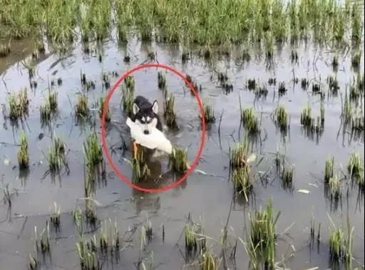 狗狗过年实用攻略！不想鸡飞狗跳，那你一定要仔细看完...