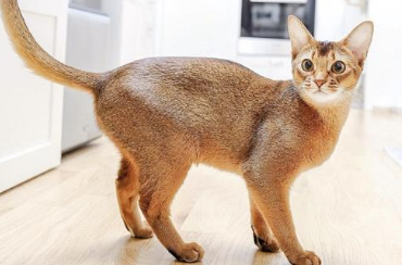 阿比西尼亚猫和美国短尾猫哪个聪明-谁智商高