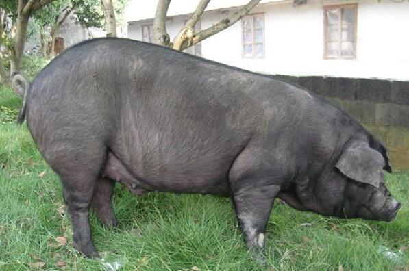 成华猪可不可以吃