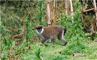 贝尔山绿猴可以做宠物吗