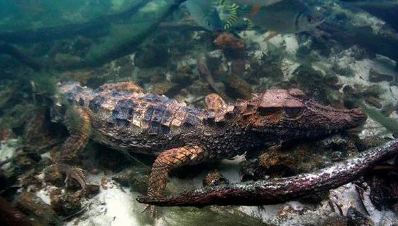 钝吻古鳄怎么养殖