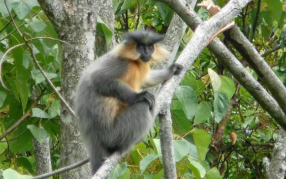 戴帽乌叶猴的特点