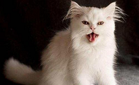 猫表达情绪的声音 出现嘶叫是什么意思