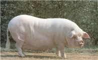 赣州白猪去哪买