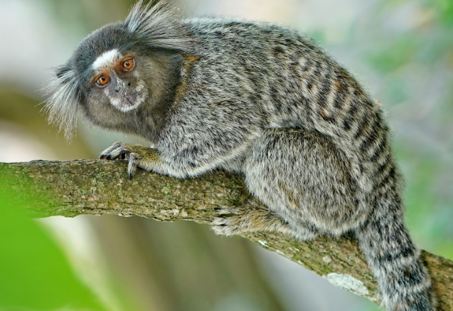 狨猴的特征-宠物网问答
