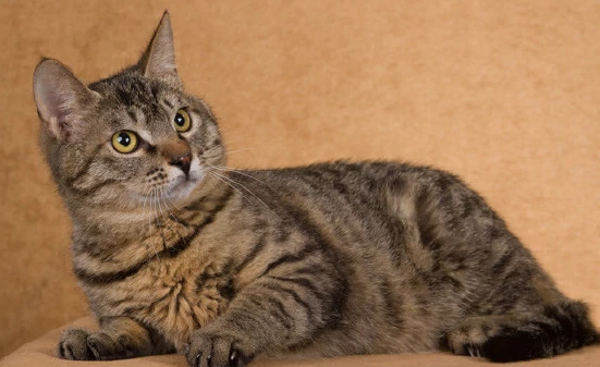 如何管理狸花猫 饲养的方法 如何管理狸花猫 饲养的方法