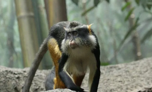 德赖斯长尾猴吃什么食物