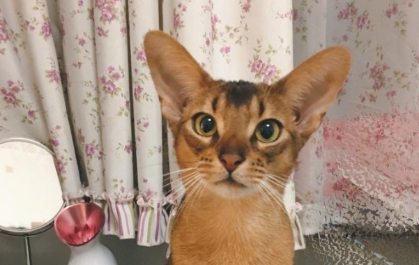 阿比西尼亚猫和德文卷毛猫哪个聪明-谁智商高