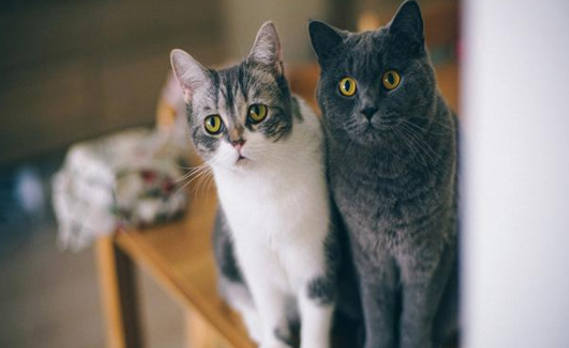 猫叫声判断心情 喵喵叫说明了什么 猫叫声判断心情 喵喵叫说明了什么