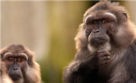 汤基猕猴是国家一级保护动物吗