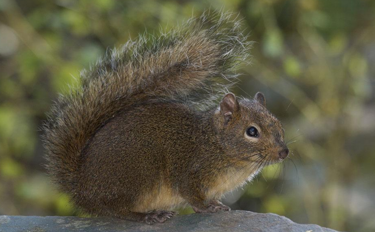 白背松鼠最爱吃什么