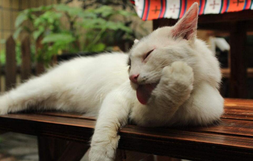 猫为什么总喜欢舔自己的毛 可以调节体温 猫为什么总喜欢舔自己的毛 可以调节体温