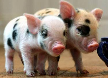 格洛斯特郡花猪长什么样格洛斯特郡花猪长得很可爱