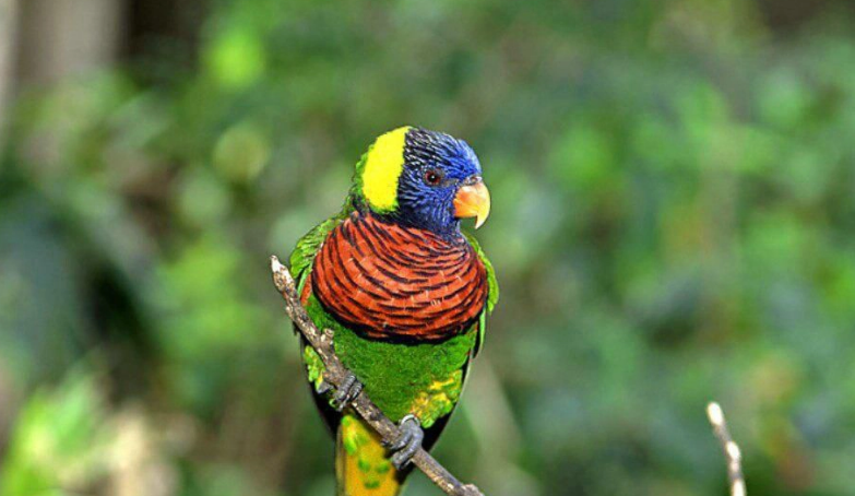 黄冠亚马逊鹦鹉叫声好听吗