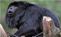 黑吼猴可以做宠物吗