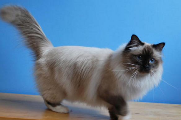 阿比西尼亚猫和伯曼猫打架谁更厉害