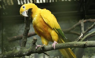 金黄锥尾鹦鹉吃什么食物