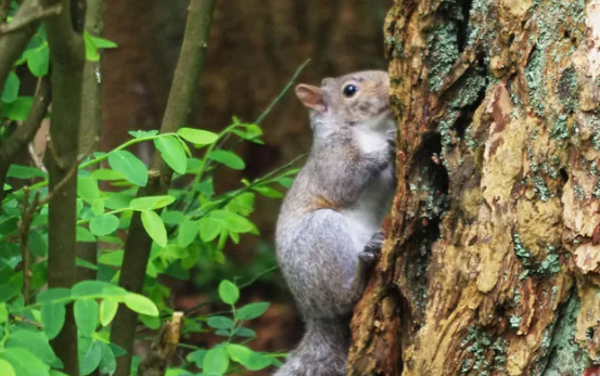 桑伯恩松鼠好养吗