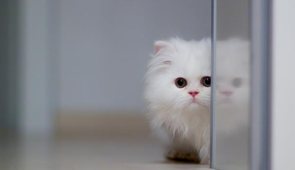 给波斯猫洗澡的次数和温度都需注意什么