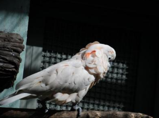 摩鹿加凤头鹦鹉叫声好听吗 摩鹿加凤头鹦鹉叫声好听吗