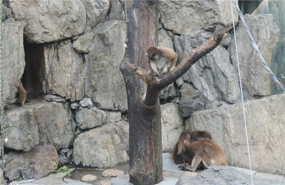 棕蜘蛛猴是保护动物吗