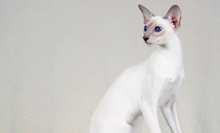 从外观看选购暹罗猫的常识有哪些