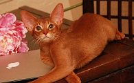 阿比西尼亚猫和美国短尾猫打架谁更厉害