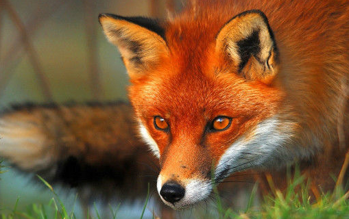 红褐色赤狐-010图片