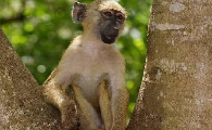白唇青长尾猴吃什么食物