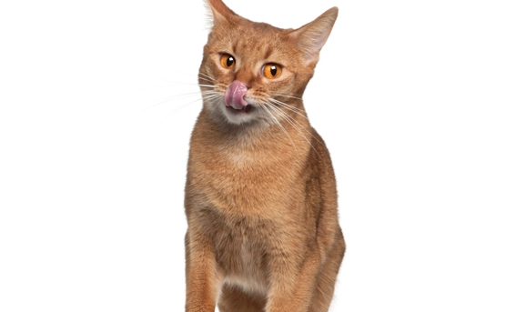 阿比西尼亚猫和柯尼斯卷毛猫哪个聪明-谁智商高