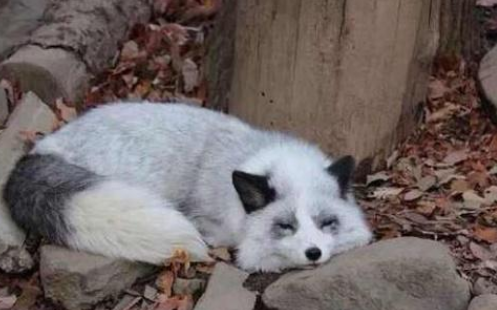 彩狐长什么样