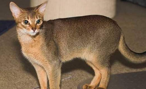 阿比西尼亚猫和波斯猫哪个好养