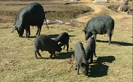 黑牧猪最大能养多少斤