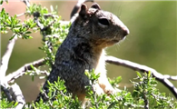 夏眠松鼠是保护动物吗
