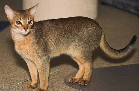 阿比西尼亚猫和奥西猫哪个聪明-谁智商高