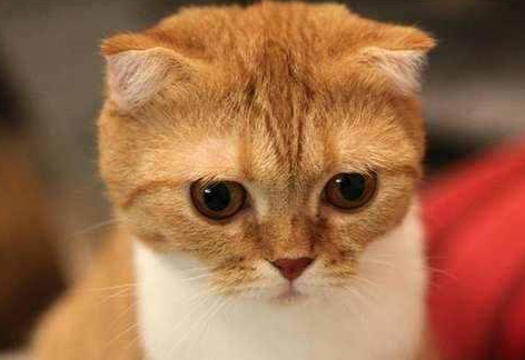 如何识别苏格兰折耳猫的不同情绪 心情好时
