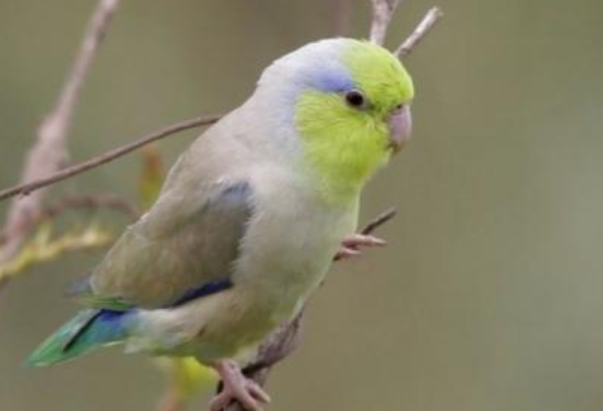 养太平洋鹦鹉的挑选及讲究