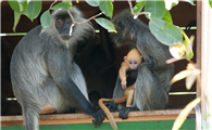 银叶猴是国家一级保护动物吗