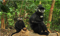 缅甸乌叶猴寿命