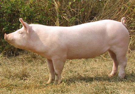 约克猪是什么样子的约克猪体型较大,毛色为白色,身体和头部比较长