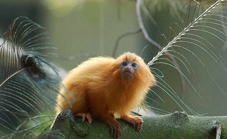金色狨猴可以当宠物养吗