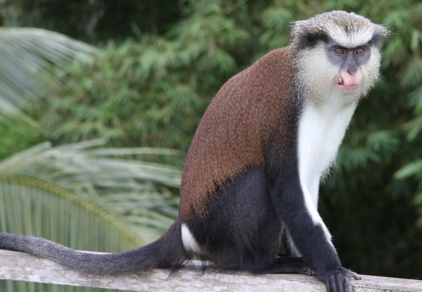 白额长尾猴吃什么