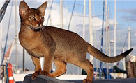 阿比西尼亚猫和德文卷毛猫哪个好养