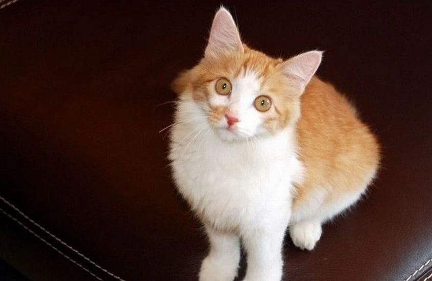 土耳其安哥拉猫的繁殖有何特点