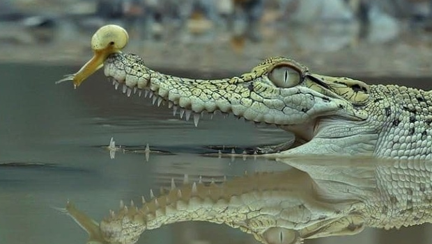 食鱼鳄吃人吗