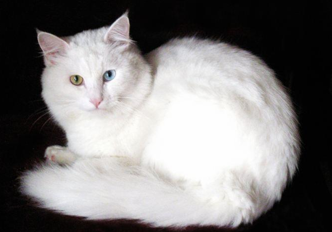 波斯猫的外貌特点有哪些