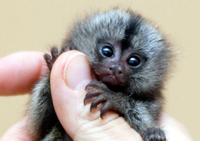 狨猴活多久-宠物网问答